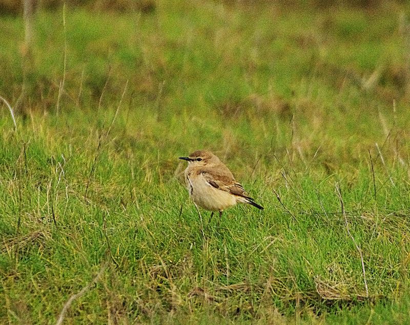ISABELLINE WHEATEAR . COLYFORD COMMON . DEVON . 4 / 1 / 23