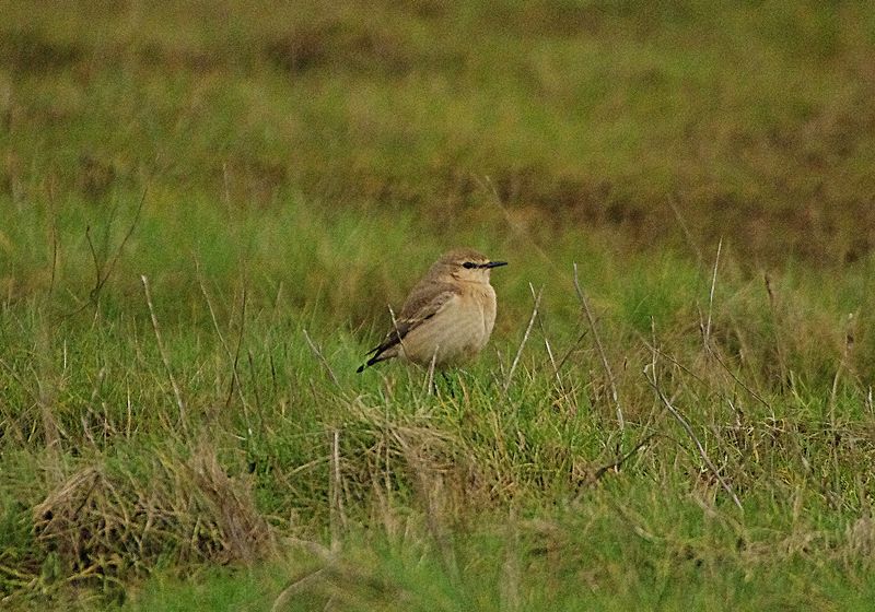 ISABALLINE WHEATEAR . COLYFORD COMMON . DEVON . 4 / 1 / 23