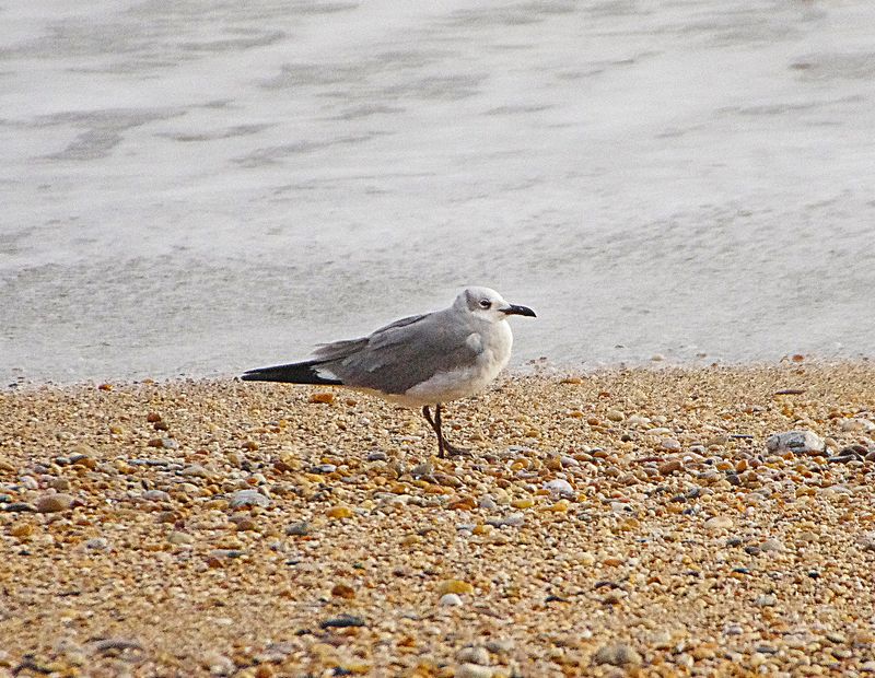 LAUGHING GULL . TORCROSS . DEVON . ENGLAND . 6 / 1 / 2023