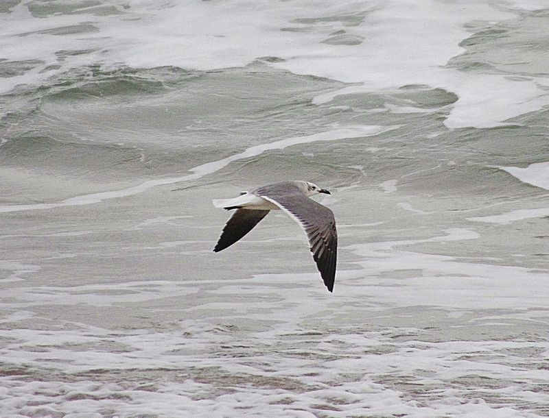 LAUGHING GULL . TORCROSS . DEVON . 6 / 1 / 2023
