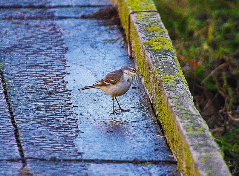 EASTERN YELLOW WAGTAIL . COLYFORD COMMON . DEVON . 7 / 1 / 2023