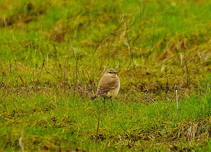 ISABELLINE WHEATEAR . COLYFORD COMMON . DEVON . 4 / 1 / 23