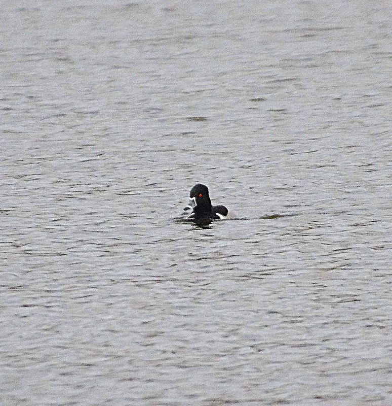 RING-NECKED DUCK . BEESANDS LEY . DEVON.j 6 / 1 / 23