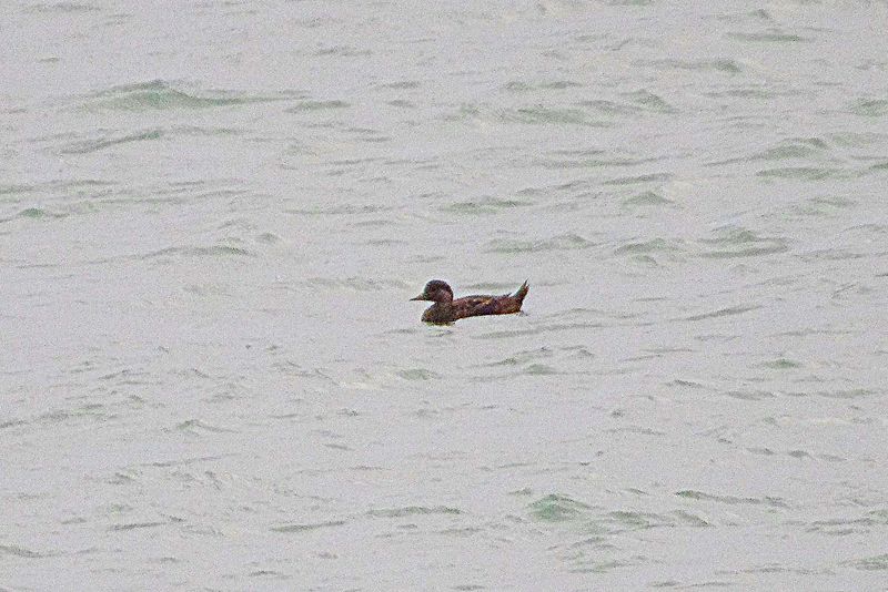 COMMON SCOTER . SLAPTON SANDS . DEVON . 6 / 1 / 23