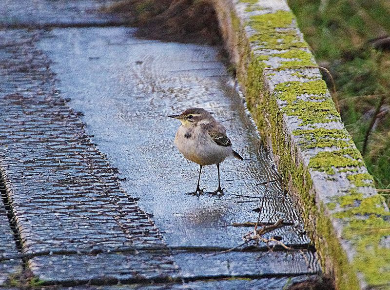EASTERN YELLOW WAGTAIL . COLYFORD COMMON . DEVON . 7 / 1 / 23