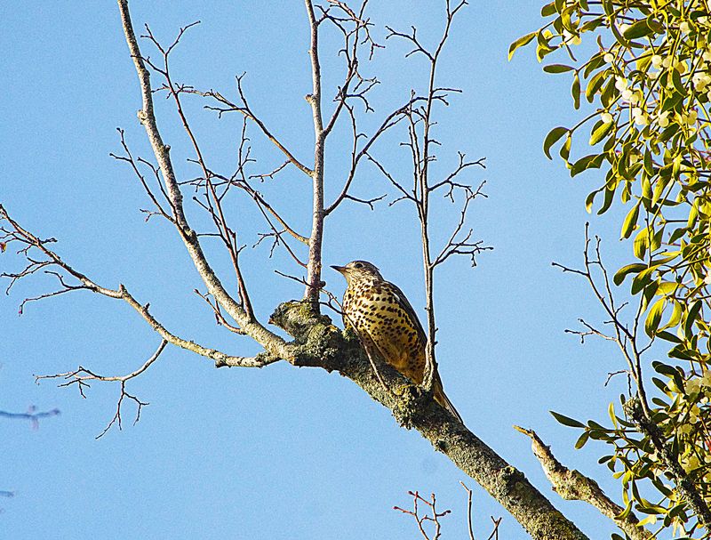 MISTLE THRUSH . BOWLING GREEN LANE . TOPSHAM . DEVON . 13 / 1 / 23