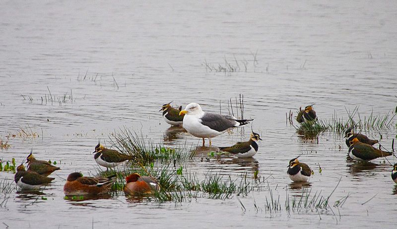 LESSER BLACK-BACKED GULL . BOWLING GREEN MARSH . DEVON . 14 / 1 / 23
