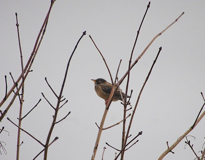ROSE-COLOURED STARLING . WIVELISCOMBE . SOMERSET . 10 / 3 / 23