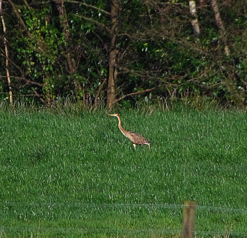 PURPLE HERON . STOVER PARK . DEVON . 3/4/23