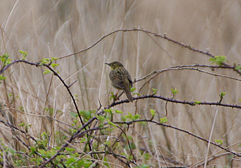 GRASSHOPPER WARBLER . DARTMOOR . DEVON . 21 / 4 / 2023