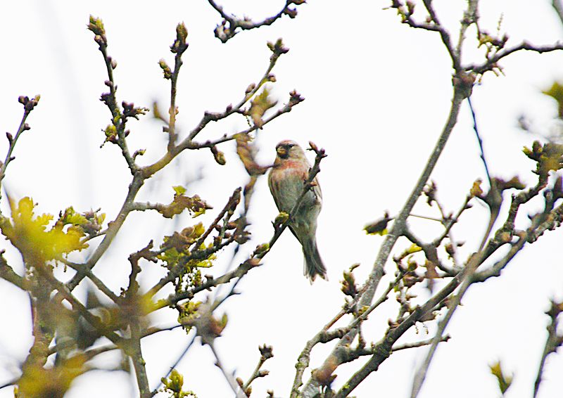 LESSER REDPOLL . HAM WALL . SOMERSET . 29 / 4 / 2023