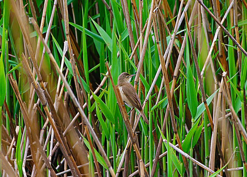 REED WARBLER . THE EXMINSTER MARSHES . DEVON . 7 / 5 / 2023