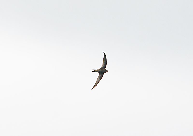 COMMON SWIFT . THE EXMINSTER MARSHES . DEVON . 10 / 5 / 2023