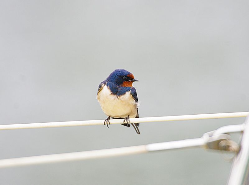BARN SWALLOW . TURF LOCKS . DEVON . 10 / 5 / 2023