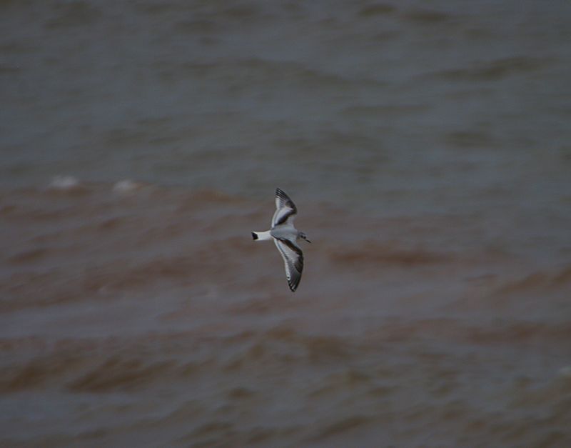 LITTLE GULL . TEIGNMOUTH . DEVON . 19/10/23