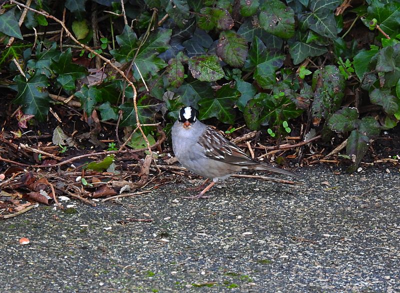 WHITE-CROWNED SPARROW . ROSUDGEON . CORNWALL . 6 / 12 / 2023