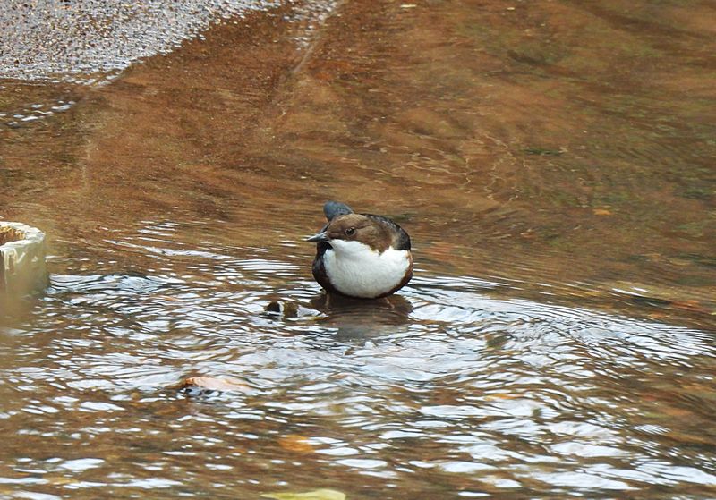 DIPPER . LUDWELL VALLEY C P . EXETER . DEVON . 8 / 12 / 23