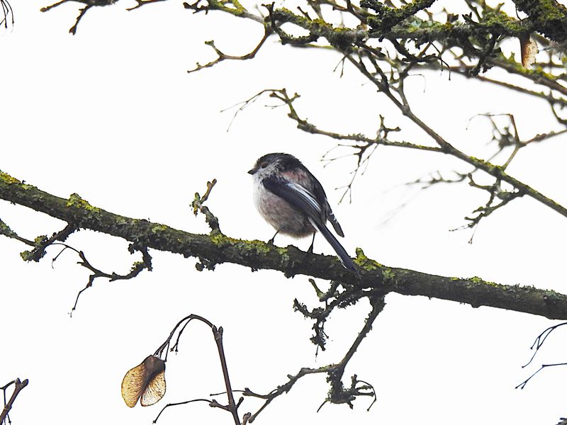 LONG-TAILED TIT . BOWLING GREEN MARSH . DEVON . 23/12/23