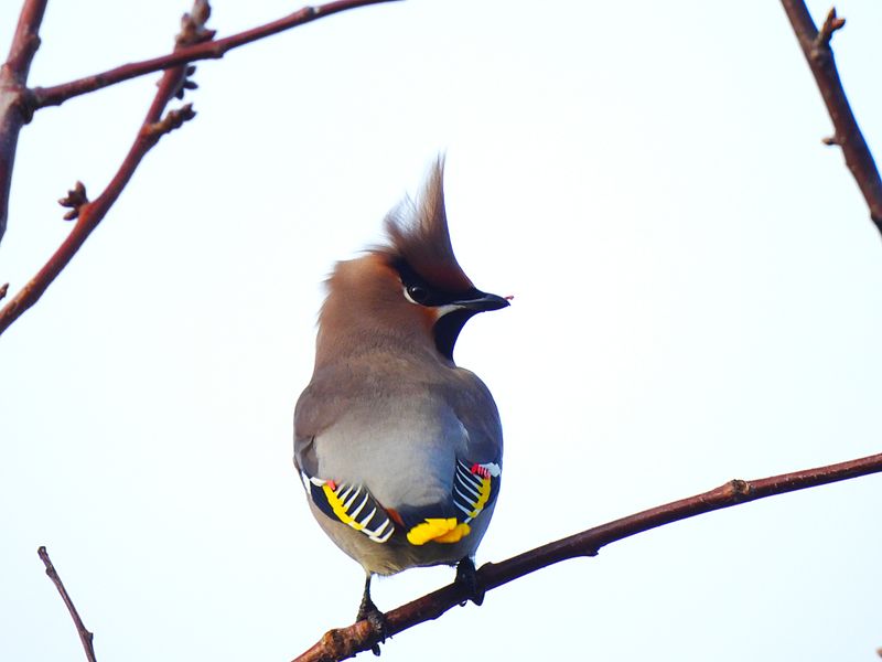 WAXWING . COLCHESTER . ESSEX . 28/12/23