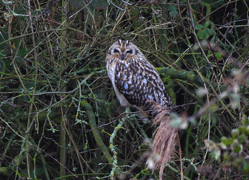 SHORT-EARED OWL . ELDERNELL . CAMBRIDGESHIRE . 2 . 2 . 24.jpg