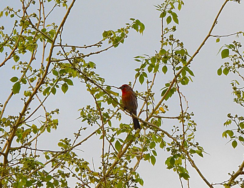 HOUSE FINCH . LAYTON LAKES PARK . GILBERT . ARIZONA . U.S.A . 15 . 3 . 24.jpg