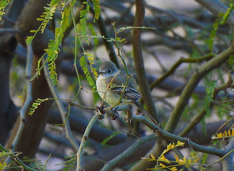 DUSKY FLYCATCHER . LAYTON LAKES PARK . GILBERT . ARIZONA . U.S.A . 15 . 3 . 24 ..jpg