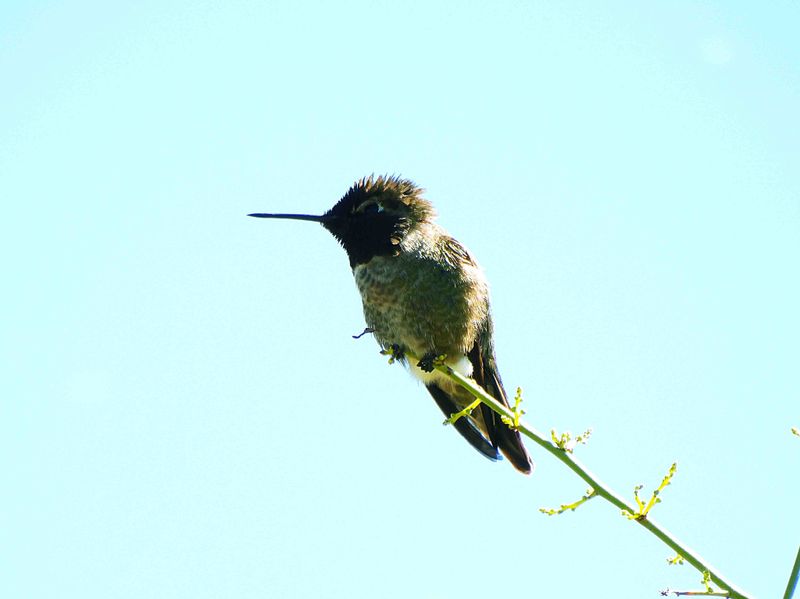 ANNA`S HUMMINGBIRD . THE RIPARIAN PRESERVE . GILBERT . ARIZONA . USA . 25.3.24.jpg
