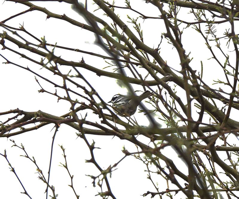 BLACK-THROATED GRAY WARBLER . THE RIPARIAN PRESERVE . GILBERT . ARIZONA . USA . 23 . 3 . 24.jpg