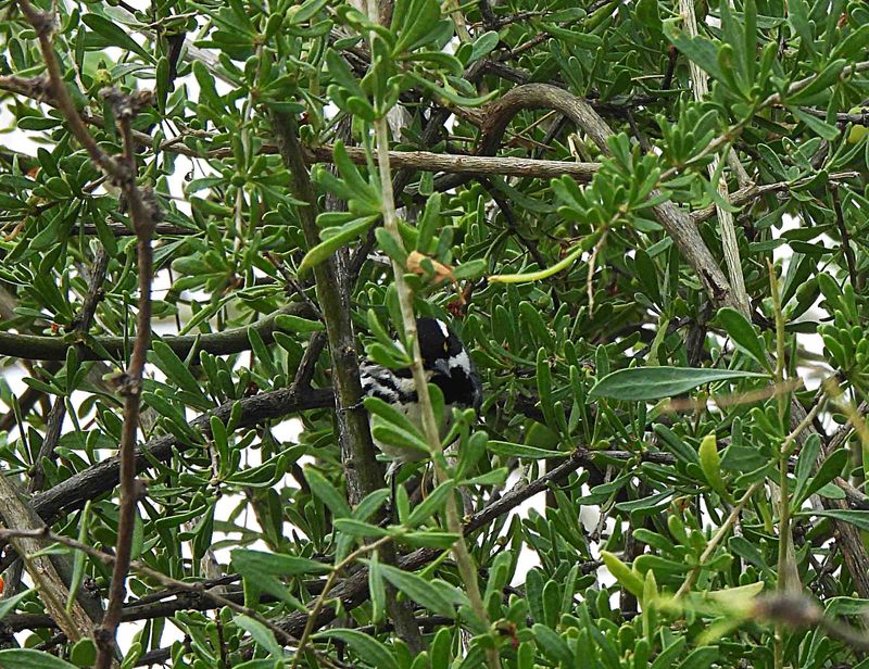 BLACK-THROATED GRAY WARBLER . THE RIPARIAN PRESERVE . GILBERT . ARIZONA . USA . 23.3.24 ..jpg