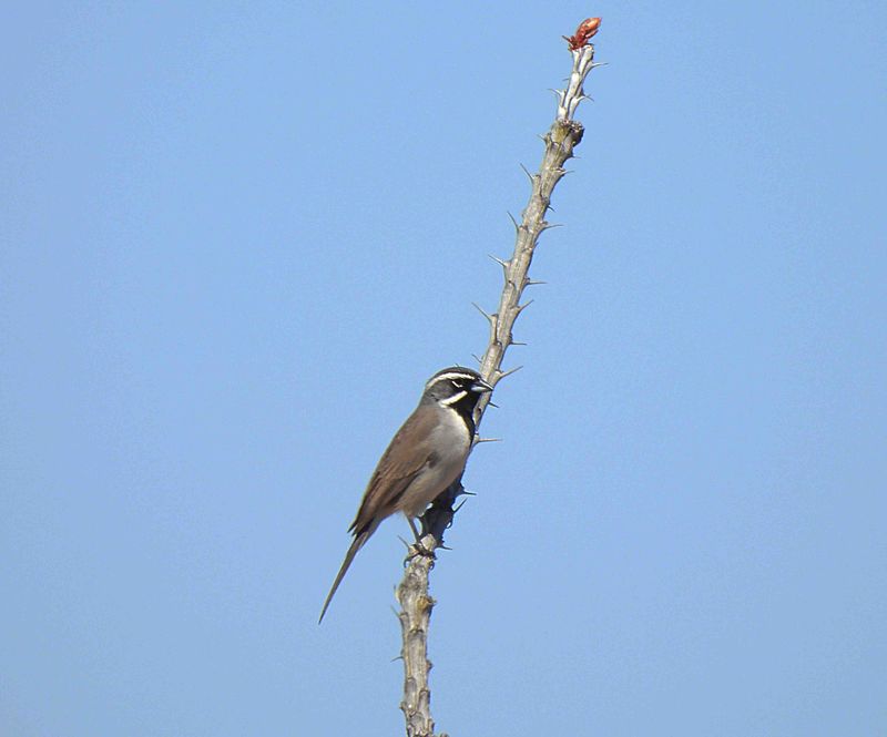 BLACK-THROATED SPARROW . BOOTHILL CEMETERY . TOMBSTONE . ARIZONA . USA . 22.3.24.jpg