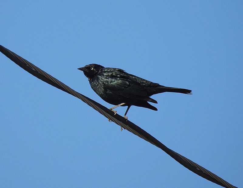 BREWER`S BLACKBIRD . THE LUNA CAFE . MARANA . ARIZONA . USA . 22 . 3 . 24.jpg