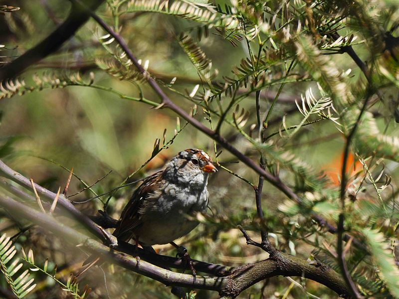 CHIPPING SPARROW . SWEETWATER . TUCSON . ARIZONA . USA . 19.3.24.jpg