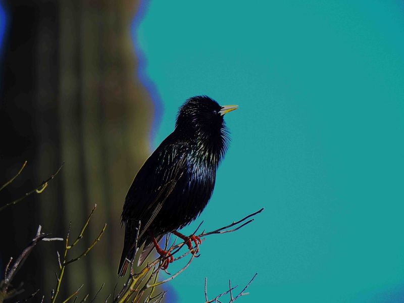 COMMON STARLING . THE RIPARIAN PRESERVE . GILBERT . ARIZONA . USA . 25.3.24.jpg