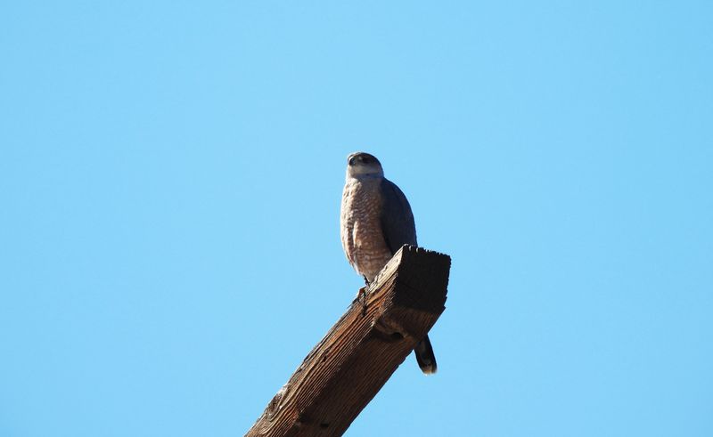 COOPERS HAWK . SWEETWATER . TUCSON . ARIZONA . USA . 19 . 3 . 24.jpg