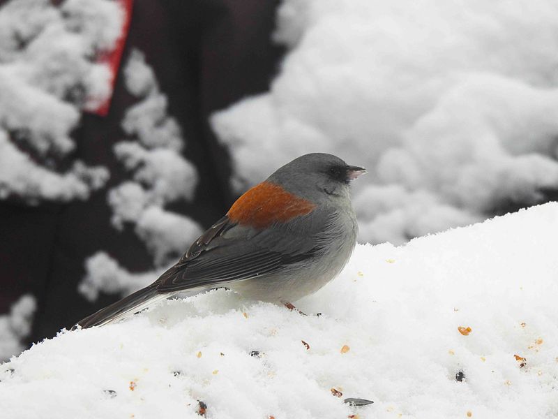 DARK-EYED JUNCO ( Red Sided Race ) . ELK MEADOW COTTAGE . ARIZONA . USA . 16.3.23..jpg