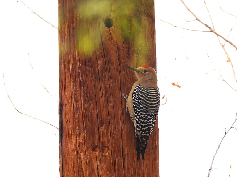 GILA WOODPECKER . THE RIPARIAN PRESERVE . GILBERT . ARIZONA . USA . 23.3.24.jpg