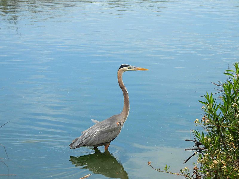 GREAT BLUE HERON . THE RIPARIAN PRESERVE . GILBERT . ARIZONA . USA . 23 . 3 . 24.jpg