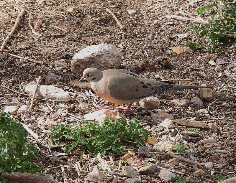 MOURNING DOVE . LAYTON LAKES PARK . GILBERT . ARIZONA . USA . 18.3.24.jpg