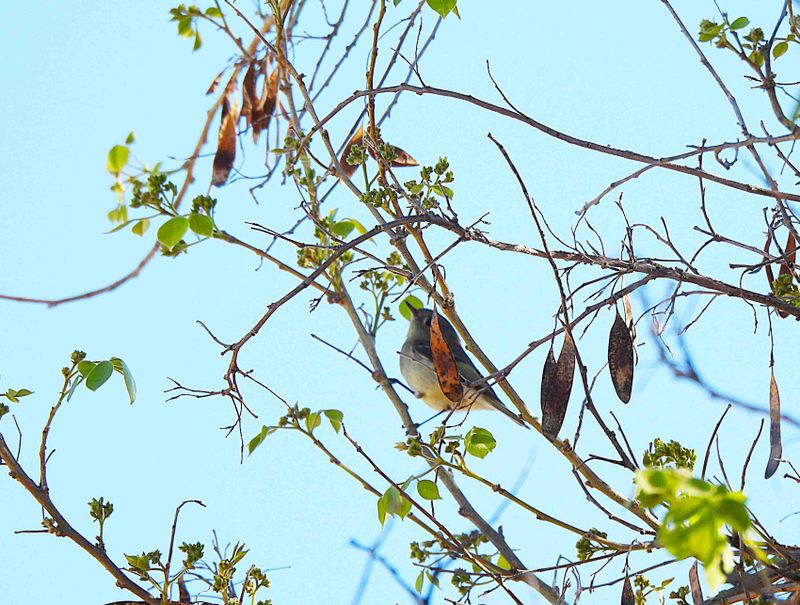 RUBY-CROWNED KINGLET . LAYTON LAKES PARK . GILBERT . ARIZONA . USA . 20.3.24.jpg
