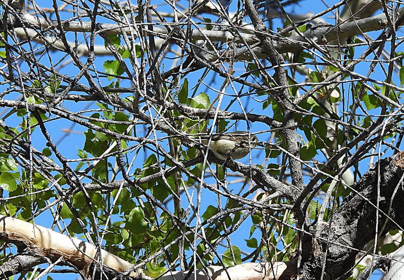 RUBY-CROWNED KINGLET . THE SANTA RITA LODGE . ARIZONA . USA . 19.3.24.jpg
