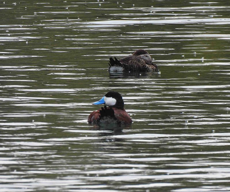 RUDDY DUCK . THE RIPARIAN PRESERVE . GILBERT . ARIZONA . USA . 23.3.24.jpg