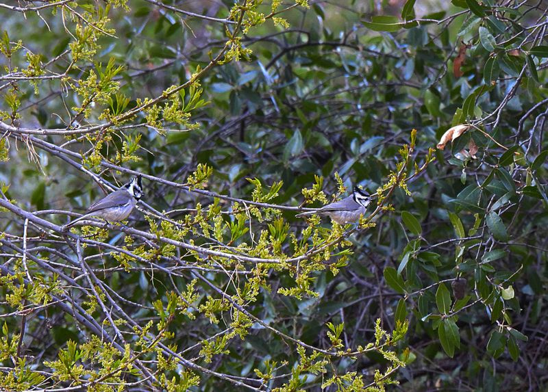 BRIDLED TITMOUSE . THE SANTA RITA LODGE . ARIZONA . USA . 18.3.24.jpg