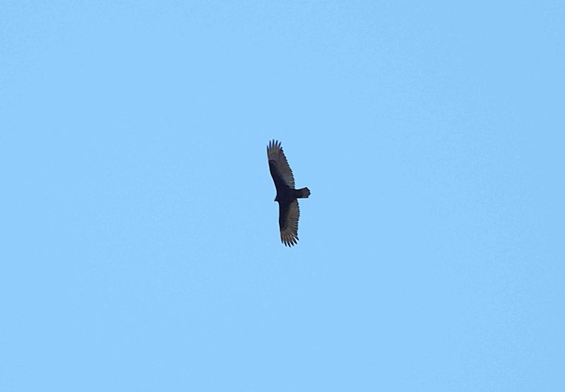TURKEY VULTURE . THE TONTO NATIONAL PARK . ARIZONA . USA . 20.3.24.jpg