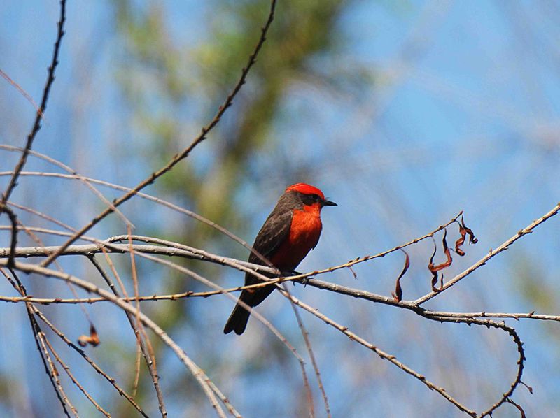 VERMILION FLYCATCHER . SWEETWATER . TUCSON . ARIZONA . USA . 19.3.24.jpg