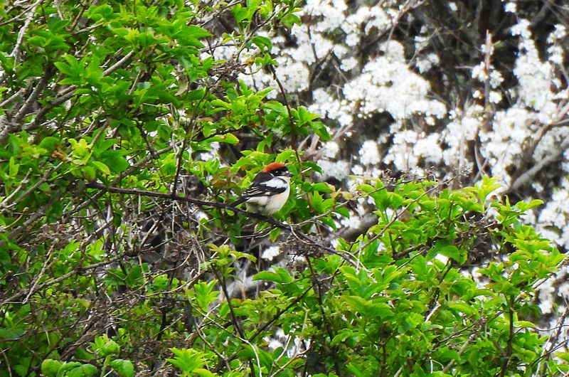 WOODCHAT SHRIKE . ABBOTSBURY BEACH . DORSET . 17/4/24