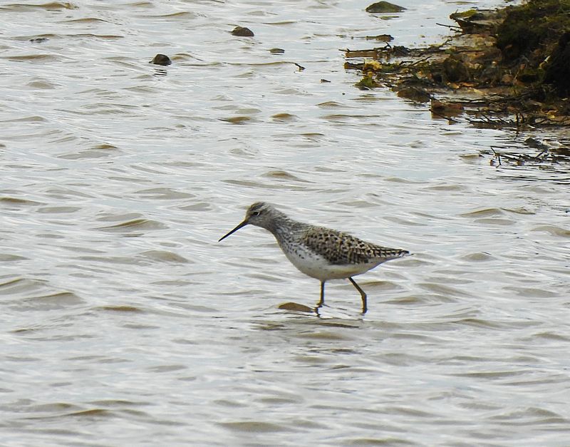 MARSH SANDPIPER . NORMANDY MARSH . HAMPSHIRE . 23.4.24.jpg