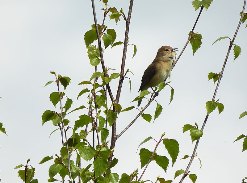 GARDEN WARBLER . YARNER WOOD . DEVON . 1.5.24.jpg