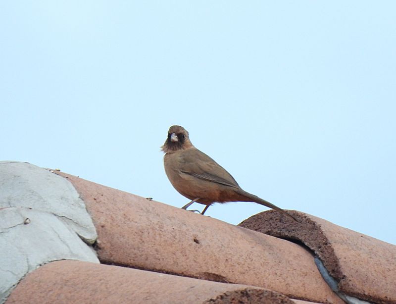 ABERT`S TOWEE . LAYTON LAKES PARK . GILBERT . ARIZONA . 15 . 3 . 24.jpg