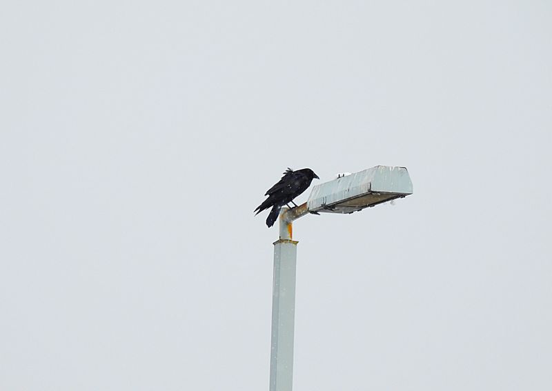 AMERICAN CROW . FLAGSTAFF . ARIZONA . U.S.A . 15 . 3 . 24.jpg