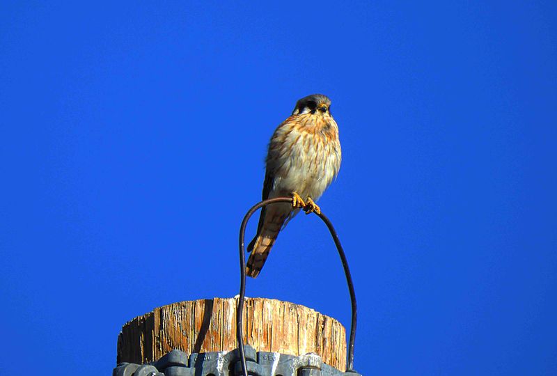 AMERICAN KESTREL . THE RIPARIAN PRESERVE . GILBERT . ARIZONA . USA . 25.3.24.jpg